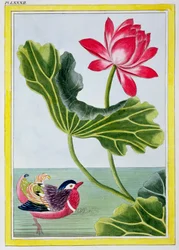 Lírio d&39;água chinês vermelho, Volume I, Placa 82, da Coleção de Flores Preciosas e Enluminée, Mais Belas e Curiosas, Que Cultivam Tanto nos Jardins da China, como em